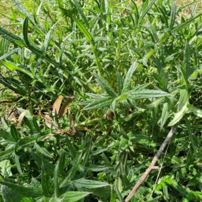 Cirsium vulgare (Spear Thistle) at O'Malley, ACT - 10 Oct 2022 by Mike