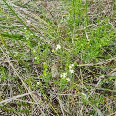 Asperula conferta (Common Woodruff) at O'Malley, ACT - 9 Oct 2022 by Mike