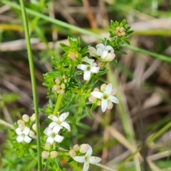 Asperula conferta at O'Malley, ACT - 10 Oct 2022