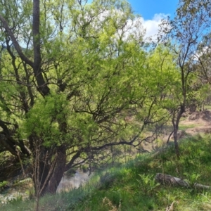 Salix matsudana at O'Malley, ACT - 10 Oct 2022