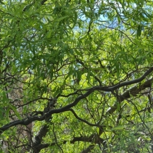 Salix matsudana at O'Malley, ACT - 10 Oct 2022