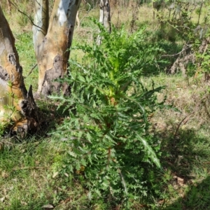 Sonchus asper at O'Malley, ACT - 10 Oct 2022