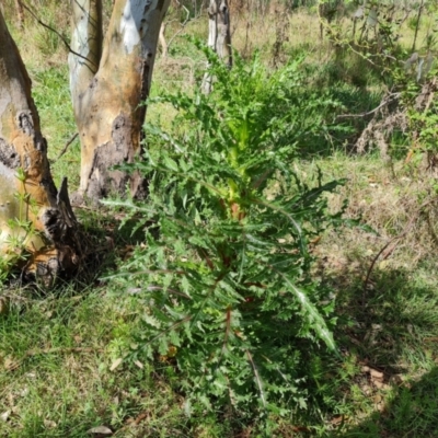 Sonchus asper (Prickly Sowthistle) at O'Malley, ACT - 9 Oct 2022 by Mike