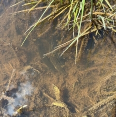 Misgurnus anguillicaudatus (Oriental Weatherloach) at Throsby, ACT - 10 Oct 2022 by simonstratford