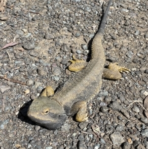 Pogona barbata at Pearce, ACT - 10 Oct 2022