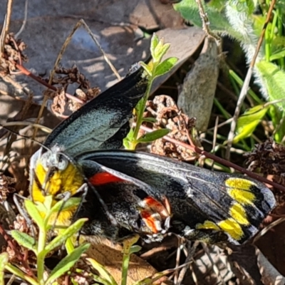 Delias harpalyce (Imperial Jezebel) at Wanniassa Hill - 10 Oct 2022 by Mike