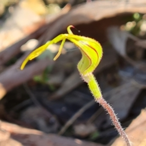 Caladenia atrovespa at Jerrabomberra, ACT - 10 Oct 2022