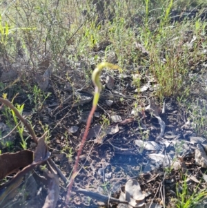 Caladenia atrovespa at Jerrabomberra, ACT - 10 Oct 2022