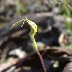 Caladenia atrovespa at Jerrabomberra, ACT - 10 Oct 2022