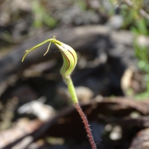 Caladenia atrovespa at Jerrabomberra, ACT - 10 Oct 2022