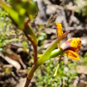 Diuris semilunulata at Jerrabomberra, ACT - 10 Oct 2022