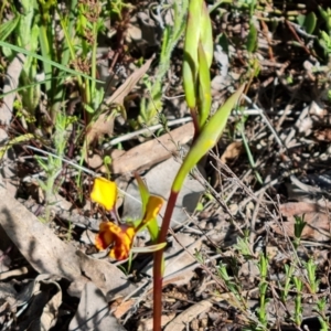 Diuris semilunulata at Jerrabomberra, ACT - 10 Oct 2022