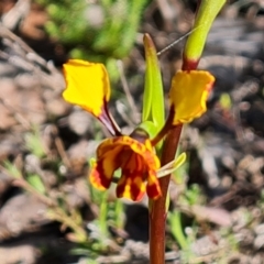 Diuris semilunulata at Jerrabomberra, ACT - 10 Oct 2022