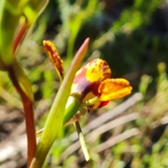 Diuris semilunulata at Jerrabomberra, ACT - 10 Oct 2022