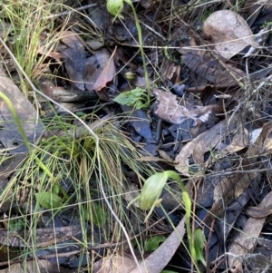 Pterostylis nutans at Acton, ACT - 10 Oct 2022