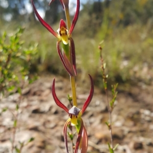 Lyperanthus suaveolens at Bruce, ACT - 10 Oct 2022