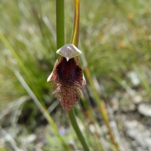 Calochilus platychilus at Bruce, ACT - suppressed