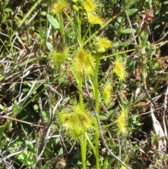 Drosera sp. (A Sundew) at Molonglo Valley, ACT - 10 Oct 2022 by sangio7