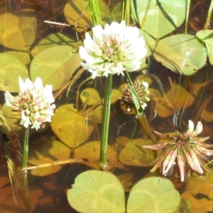 Trifolium repens at Hawker, ACT - 10 Oct 2022