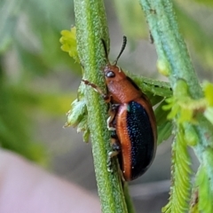 Calomela curtisi (Acacia leaf beetle) at Woodstock Nature Reserve - 10 Oct 2022 by trevorpreston
