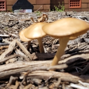 zz agaric (stem; gills not white/cream) at Lyneham, ACT - 10 Oct 2022 01:20 PM