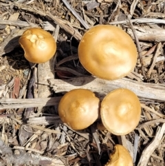 zz agaric (stem; gills not white/cream) at Lyneham, ACT - 10 Oct 2022 01:20 PM