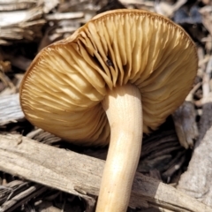 zz agaric (stem; gills not white/cream) at Lyneham, ACT - 10 Oct 2022 01:20 PM