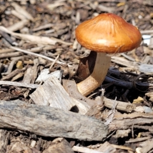 zz agaric (stem; gills not white/cream) at Lyneham, ACT - 10 Oct 2022