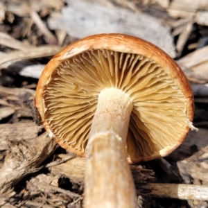 zz agaric (stem; gills not white/cream) at Lyneham, ACT - 10 Oct 2022