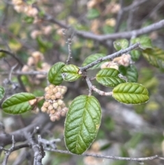 Pomaderris betulina subsp. betulina (Birch Pomaderris) at Kowen, ACT - 9 Oct 2022 by JaneR