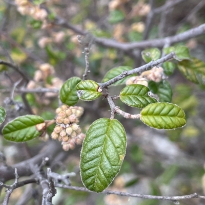 Pomaderris betulina subsp. betulina (Birch Pomaderris) at Kowen Escarpment - 9 Oct 2022 by JaneR