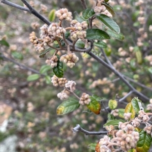 Pomaderris betulina subsp. betulina at Kowen, ACT - 9 Oct 2022