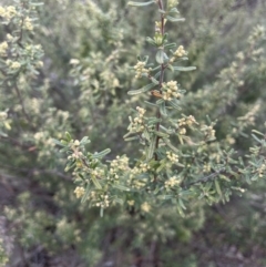 Pomaderris angustifolia at Kowen, ACT - 9 Oct 2022