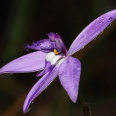 Glossodia major (Wax Lip Orchid) at Acton, ACT - 5 Oct 2022 by TimL