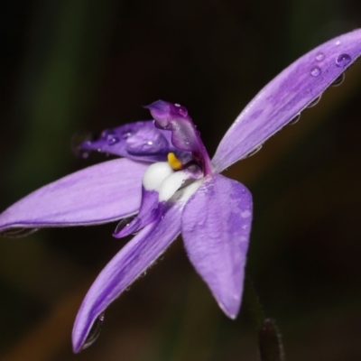 Glossodia major (Wax Lip Orchid) at Acton, ACT - 5 Oct 2022 by TimL