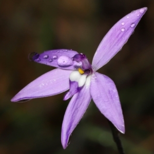 Glossodia major at Acton, ACT - suppressed