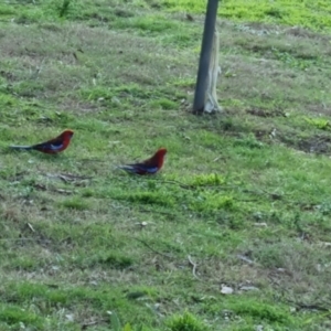 Platycercus elegans at Bungendore, NSW - 10 Oct 2022