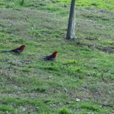 Platycercus elegans (Crimson Rosella) at Bungendore, NSW - 10 Oct 2022 by clarehoneydove