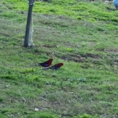 Platycercus elegans at Bungendore, NSW - 10 Oct 2022