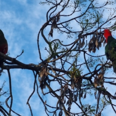 Alisterus scapularis (Australian King-Parrot) at Bungendore, NSW - 10 Oct 2022 by clarehoneydove