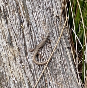 Ctenotus taeniolatus at Acton, ACT - 8 Oct 2022 12:15 PM