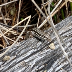 Ctenotus taeniolatus at Acton, ACT - 8 Oct 2022 12:15 PM