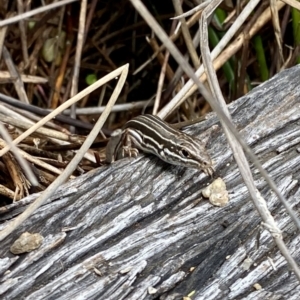 Ctenotus taeniolatus at Acton, ACT - 8 Oct 2022