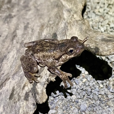 Litoria peronii (Peron's Tree Frog, Emerald Spotted Tree Frog) at Bungonia State Conservation Area - 4 Sep 2022 by AndrewCB