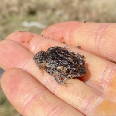 Uperoleia laevigata (Smooth Toadlet) at Mount Majura - 14 Aug 2022 by AndrewCB