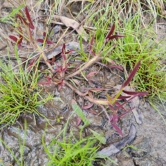 Trifolium angustifolium var. angustifolium (Narrowleaf Clover) at O'Malley, ACT - 10 Oct 2022 by Mike