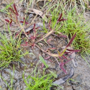 Trifolium angustifolium var. angustifolium at O'Malley, ACT - 10 Oct 2022