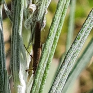 Plecoptera sp. (order) at O'Malley, ACT - 10 Oct 2022