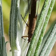 Plecoptera sp. (order) at O'Malley, ACT - 10 Oct 2022