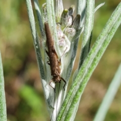 Plecoptera sp. (order) at O'Malley, ACT - 10 Oct 2022